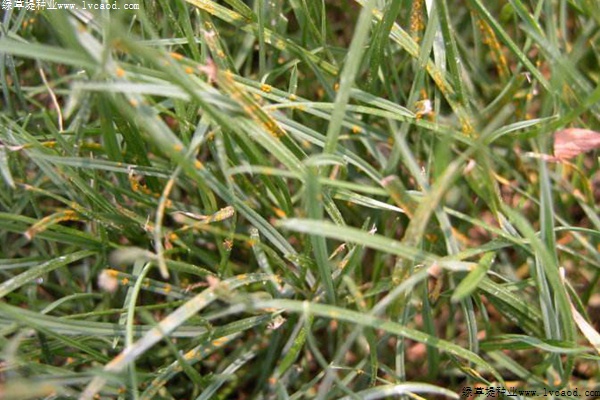 草坪粉銹病的發(fā)病原因以及防治方法 草坪粉銹病的發(fā)病原因以及防治方法
