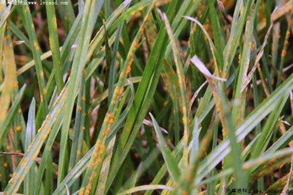 草坪粉銹病的發(fā)病原因以及防治方法 草坪粉銹病的發(fā)病原因以及防治方法