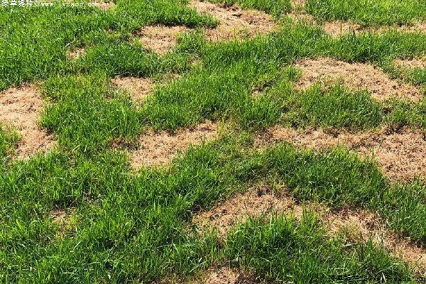 腐霉枯萎病的癥狀及防治方法 腐霉枯萎病的癥狀及防治方法