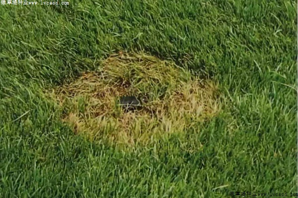 腐霉枯萎病的癥狀及防治方法 腐霉枯萎病的癥狀及防治方法