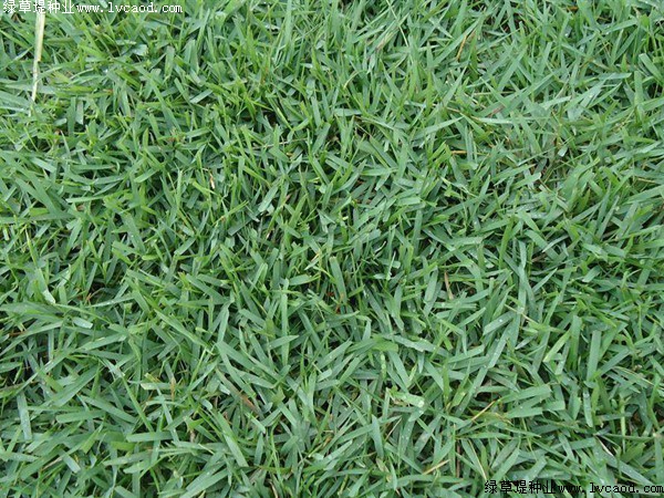 結(jié)縷草 結(jié)縷草