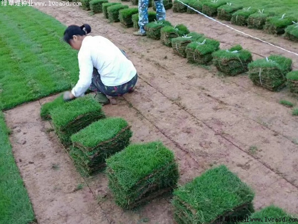 別墅綠化可以用馬尼拉草坪嗎 別墅綠化可以用馬尼拉草坪嗎