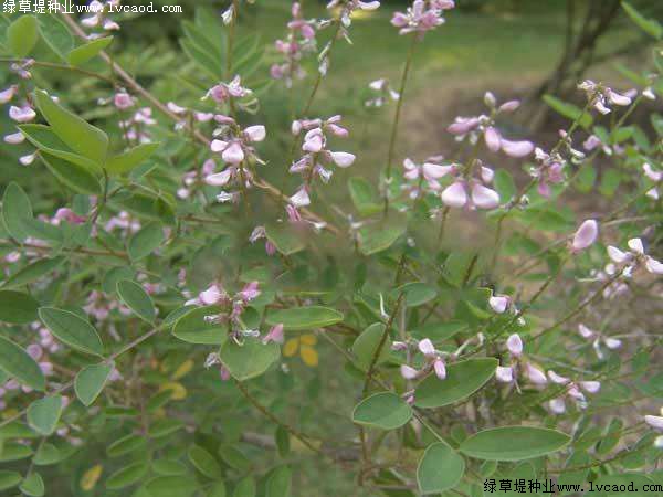 多花木蘭 多花木蘭