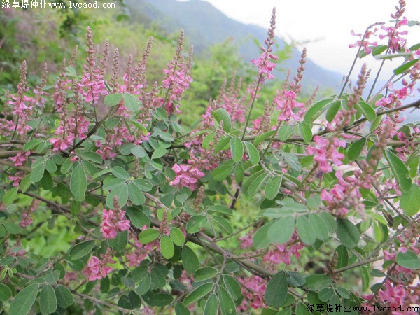 多花木蘭 多花木蘭