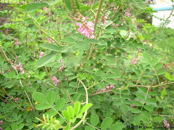 多花木蘭 多花木蘭