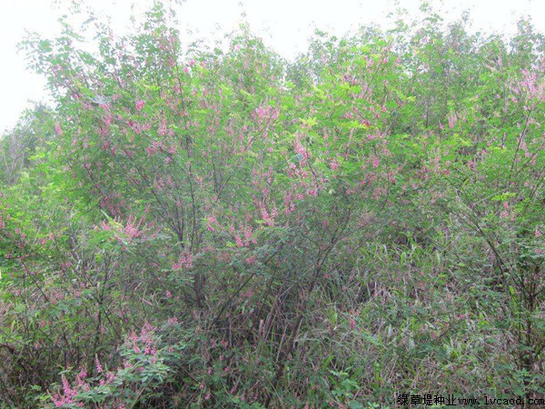 多花木蘭 多花木蘭