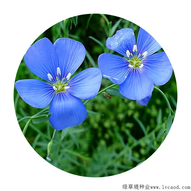 藍(lán)花亞麻 藍(lán)花亞麻