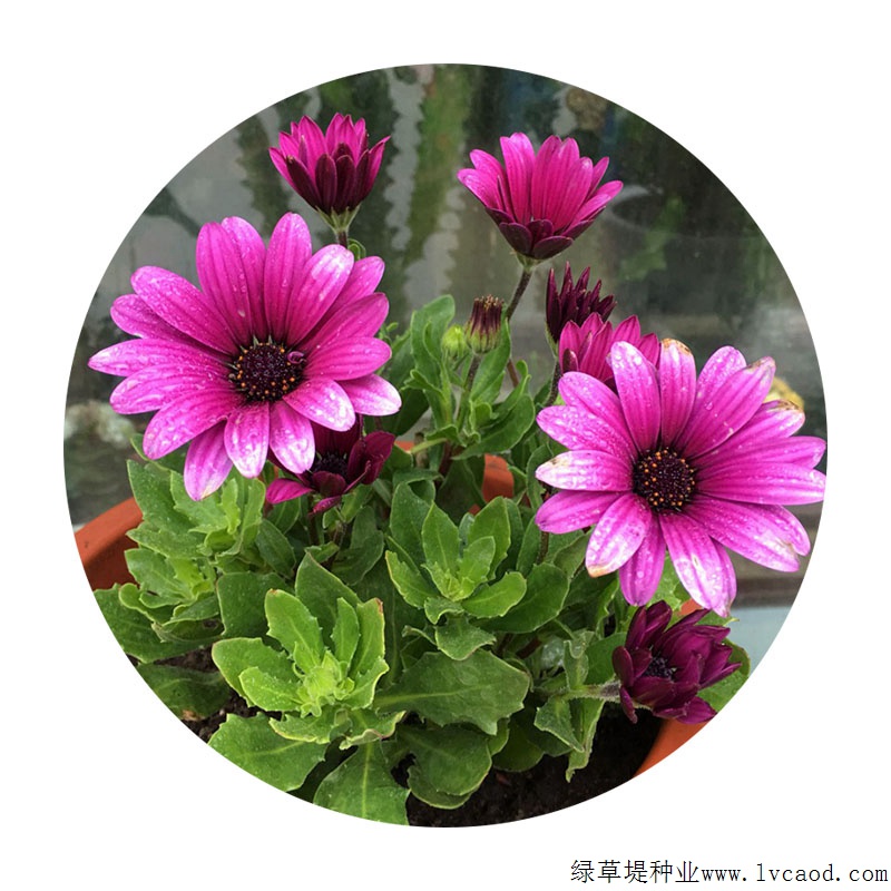 南非萬壽菊 南非萬壽菊