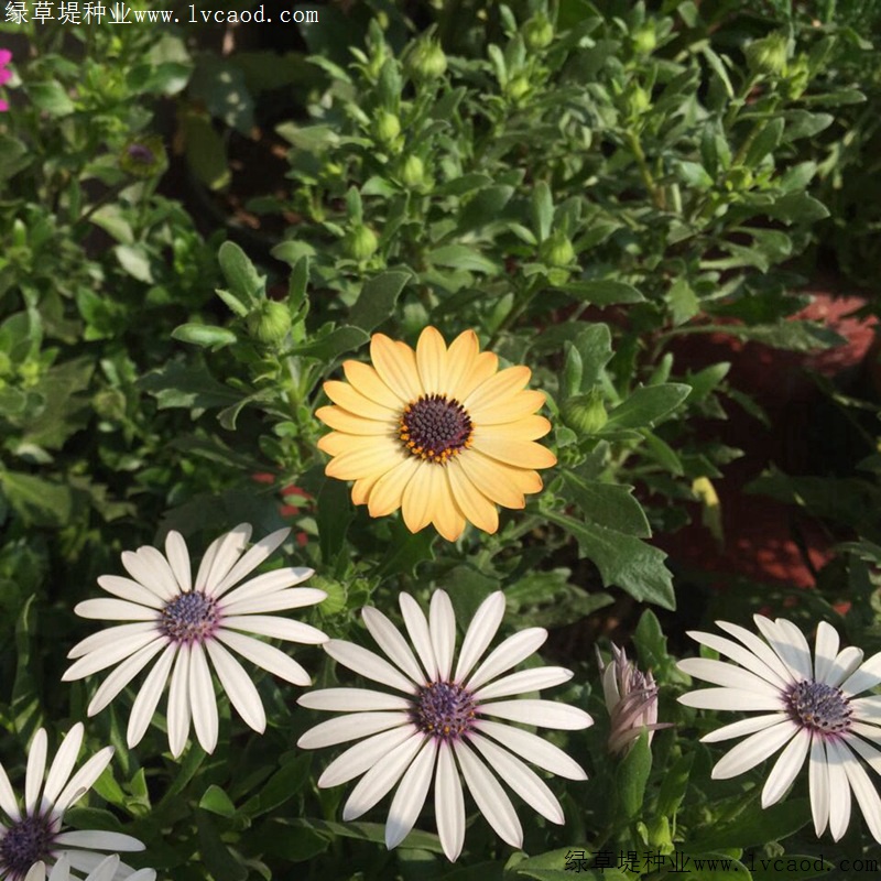 南非萬壽菊 南非萬壽菊