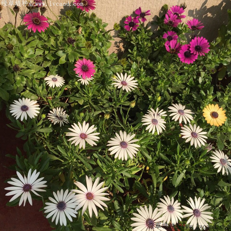 南非萬壽菊 南非萬壽菊