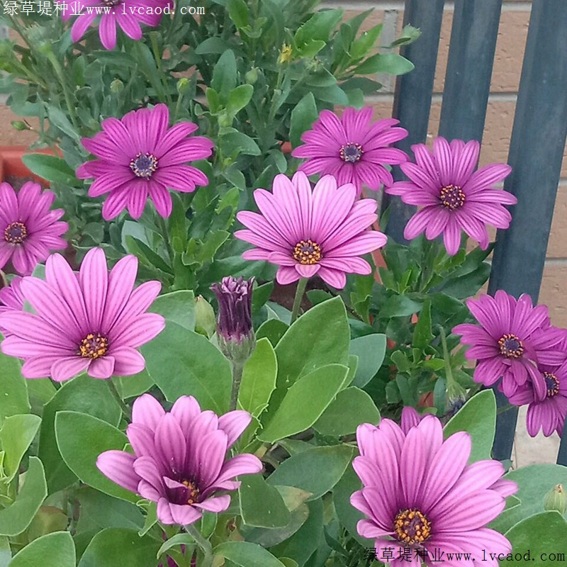 南非萬壽菊 南非萬壽菊