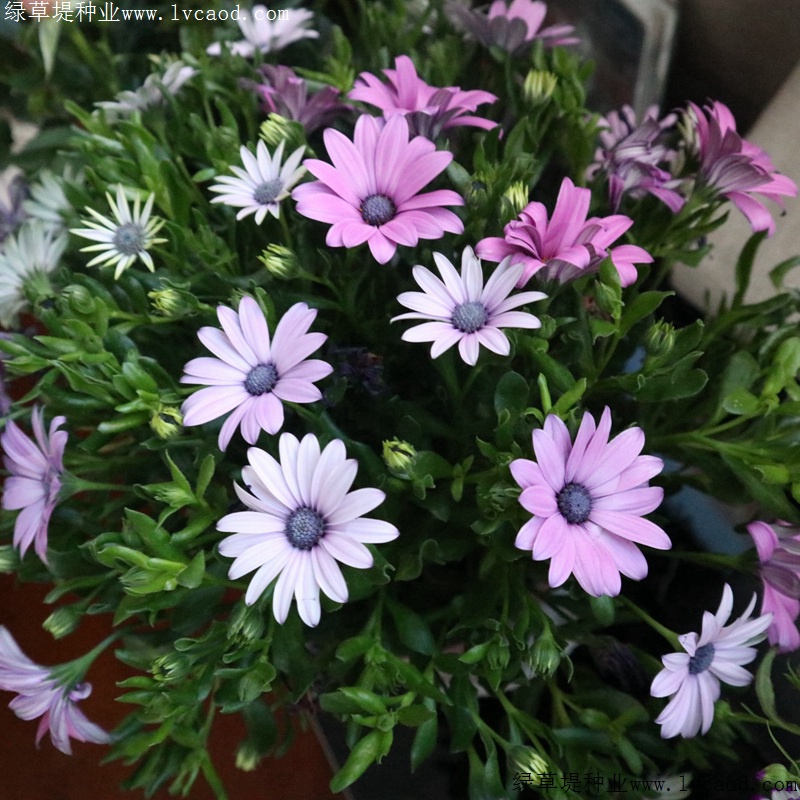 南非萬壽菊 南非萬壽菊