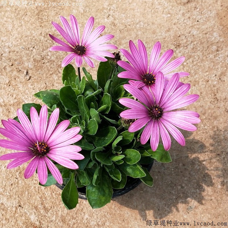 南非萬壽菊 南非萬壽菊