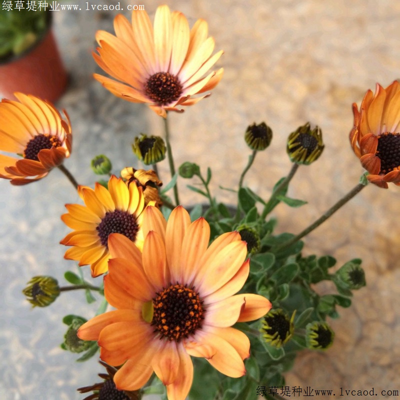 南非萬壽菊 南非萬壽菊