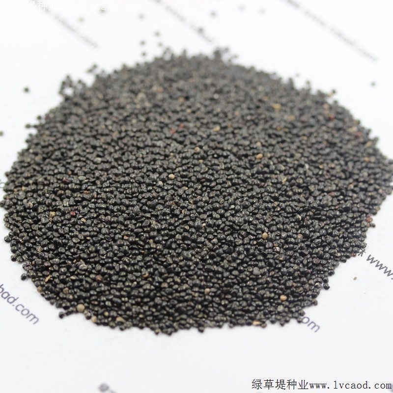 火焰雞冠花 火焰雞冠花