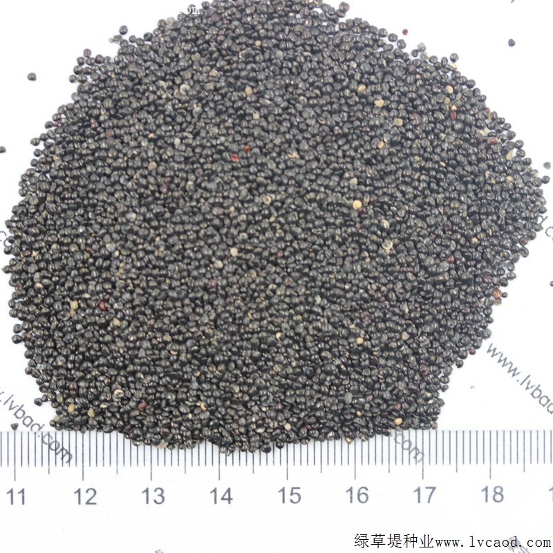 火焰雞冠花 火焰雞冠花