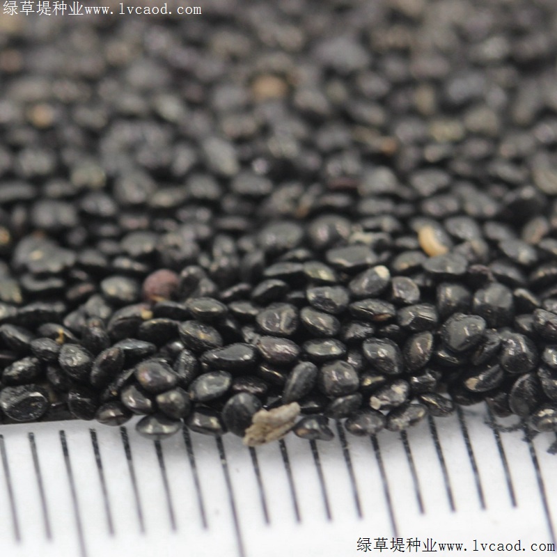 火焰雞冠花 火焰雞冠花