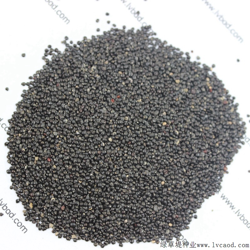 火焰雞冠花 火焰雞冠花