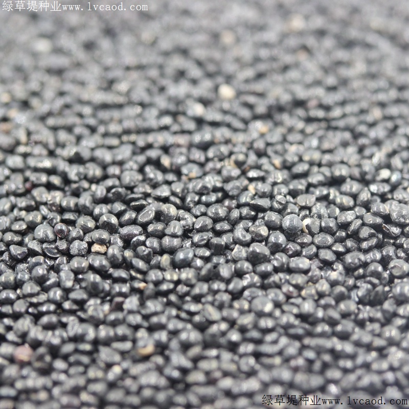 火焰雞冠花 火焰雞冠花