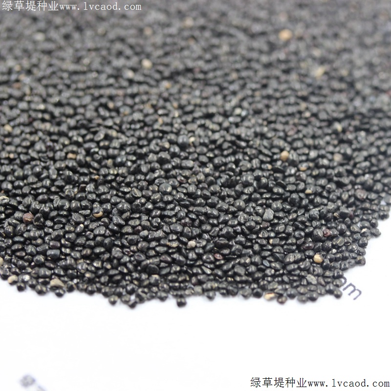 火焰雞冠花 火焰雞冠花