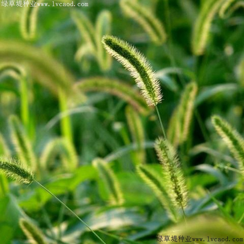 狗尾草 狗尾草