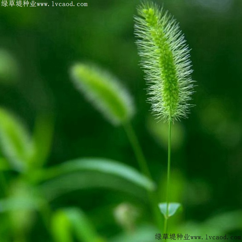 狗尾草 狗尾草