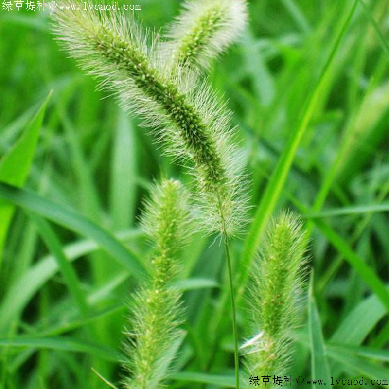 狗尾草 狗尾草