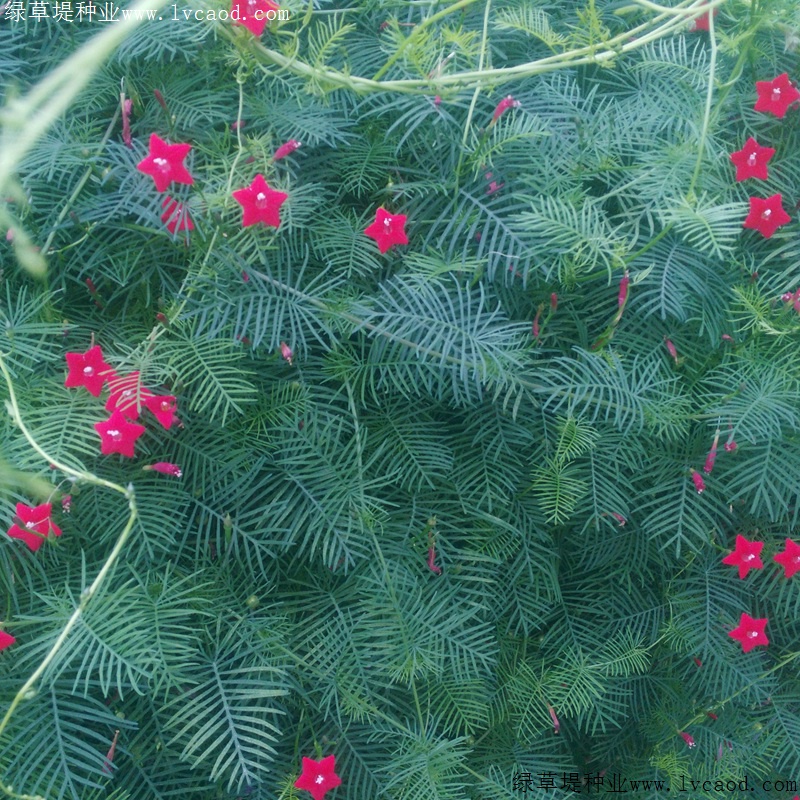 羽葉蔦蘿 羽葉蔦蘿