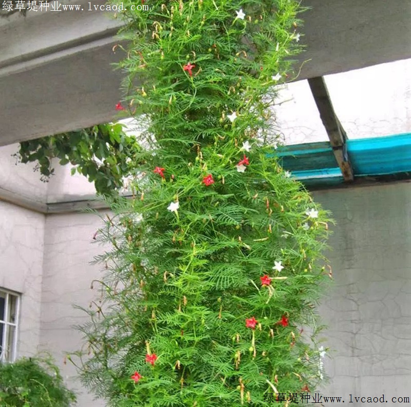 羽葉蔦蘿 羽葉蔦蘿