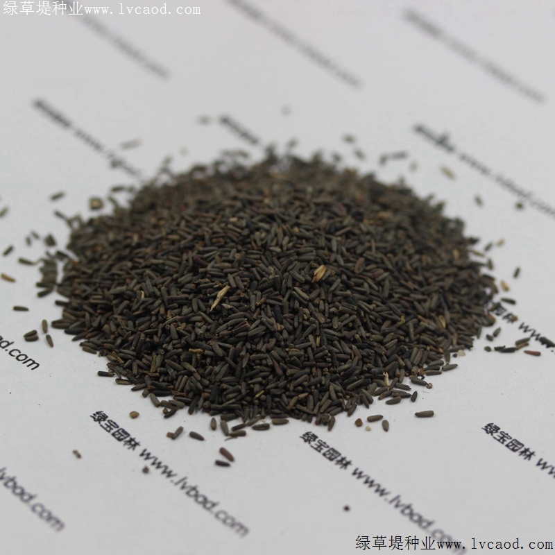 草原松果菊 草原松果菊