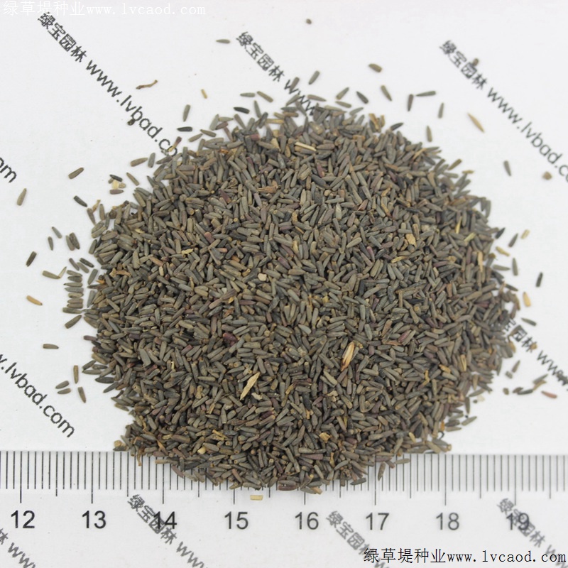 草原松果菊 草原松果菊