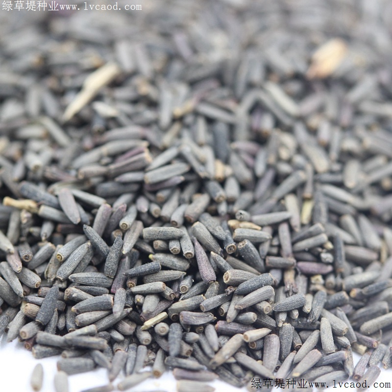 草原松果菊 草原松果菊