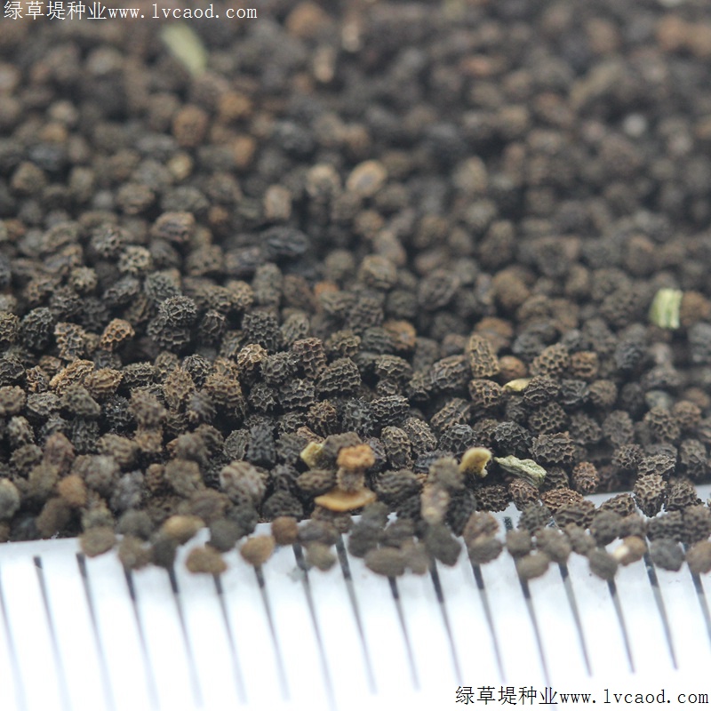 金魚(yú)草 金魚(yú)草