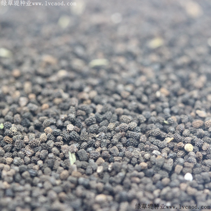 金魚(yú)草 金魚(yú)草