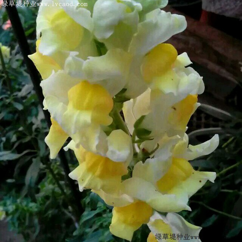 金魚(yú)草 金魚(yú)草