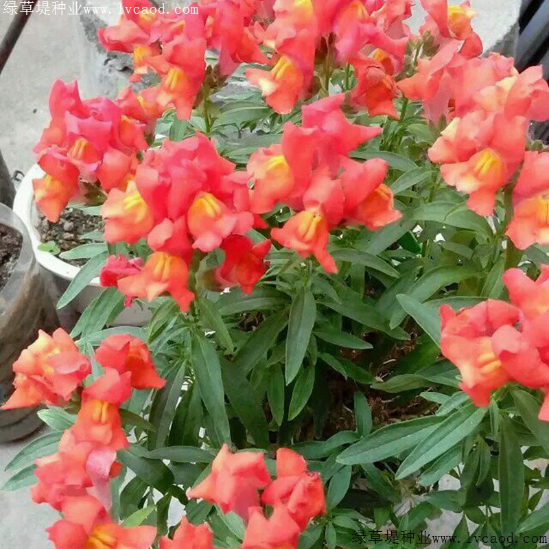 金魚(yú)草 金魚(yú)草