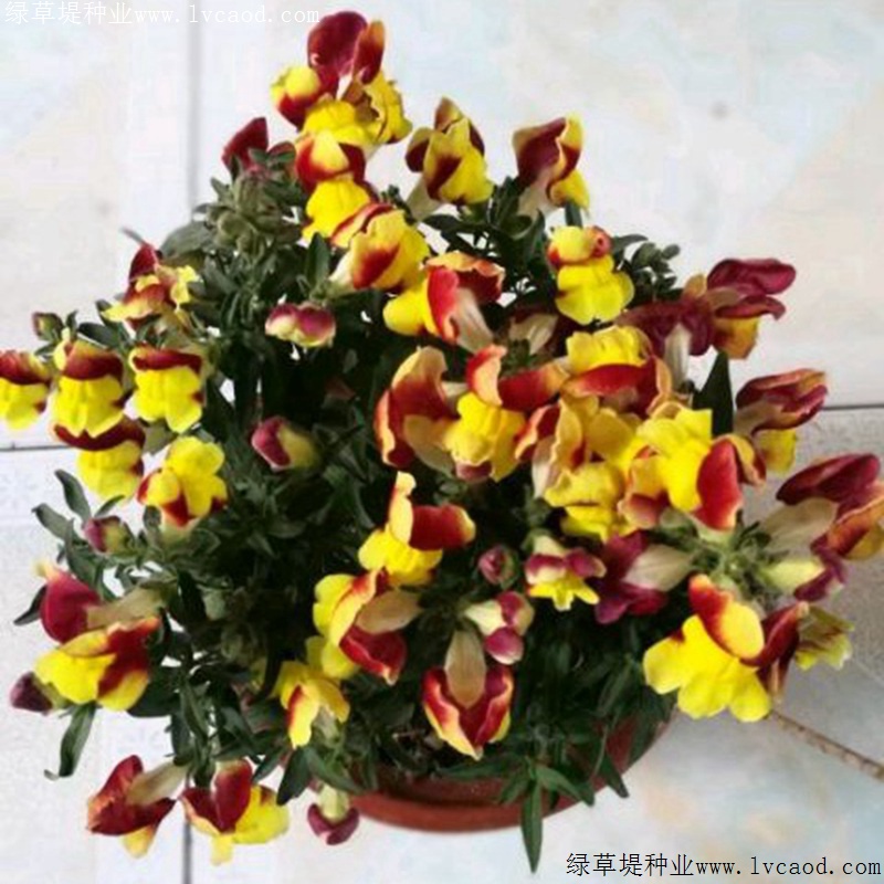 金魚(yú)草 金魚(yú)草