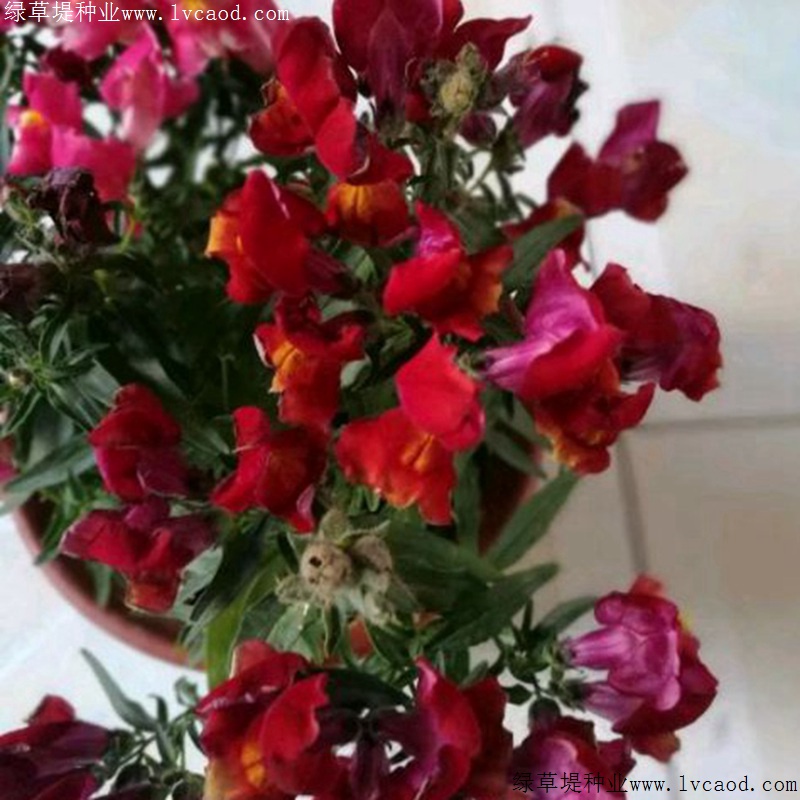 金魚(yú)草 金魚(yú)草