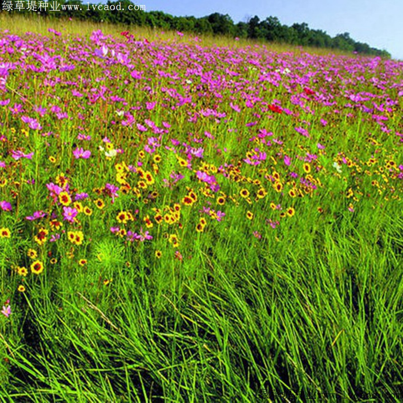 野花組合 野花組合