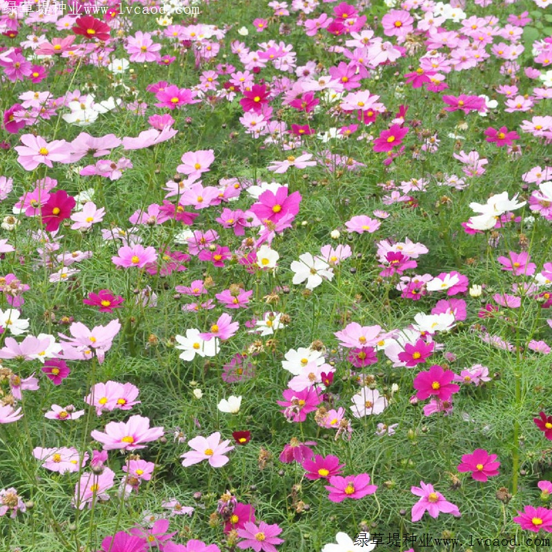野花組合 野花組合