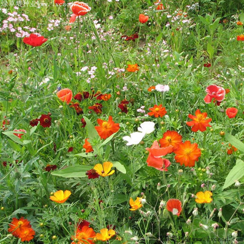 野花組合 野花組合