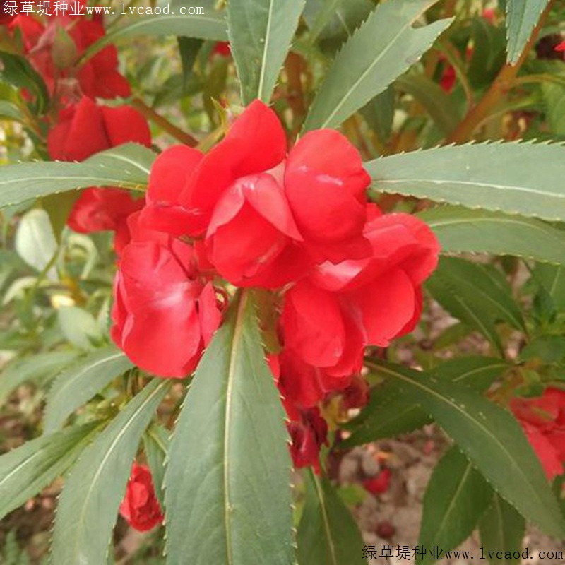 中國鳳仙 中國鳳仙