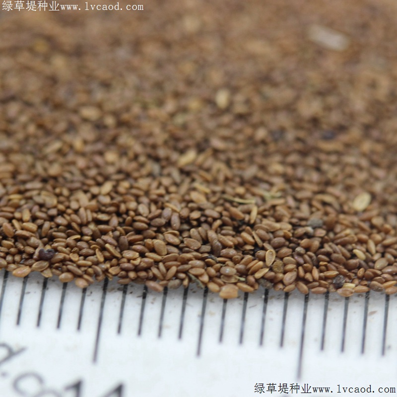 風(fēng)鈴花 風(fēng)鈴花