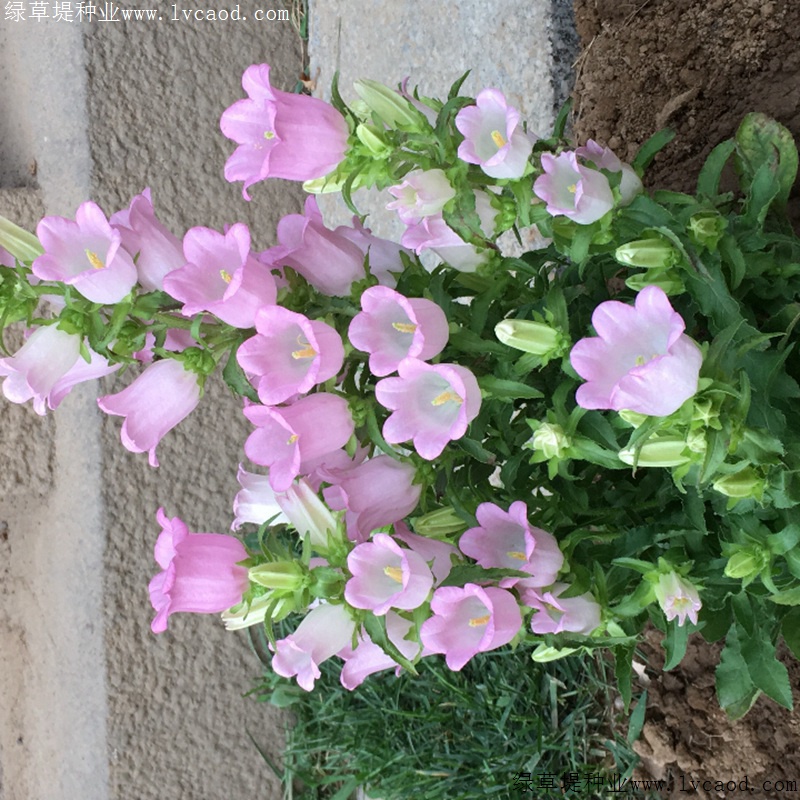 風(fēng)鈴花 風(fēng)鈴花