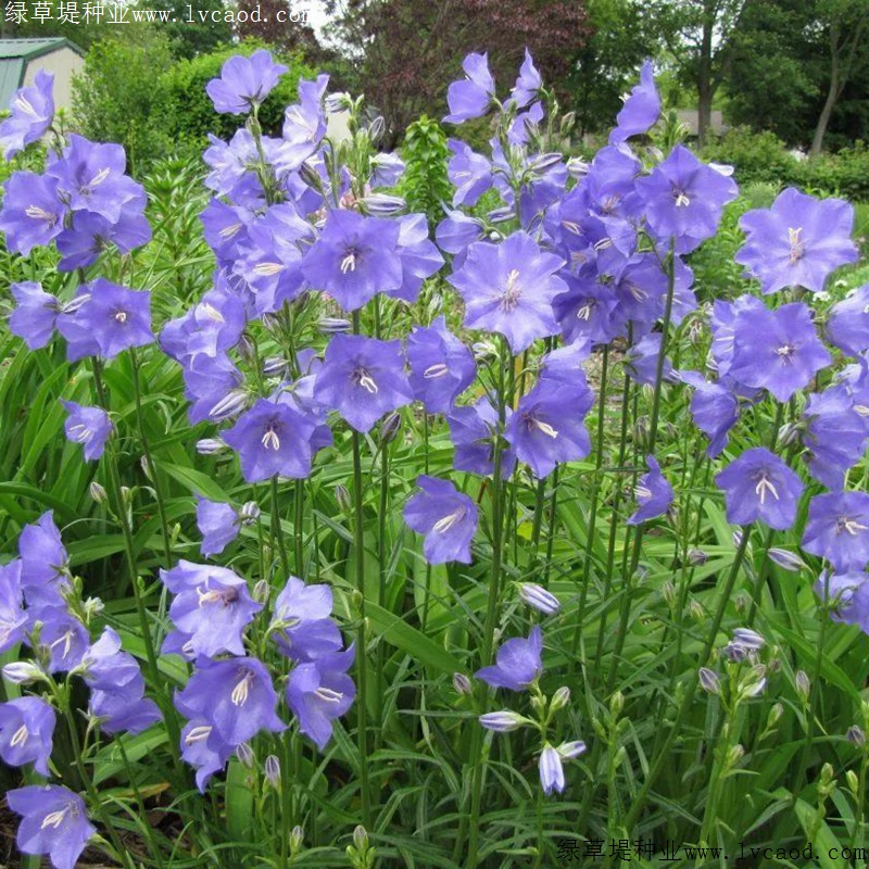 風(fēng)鈴花 風(fēng)鈴花