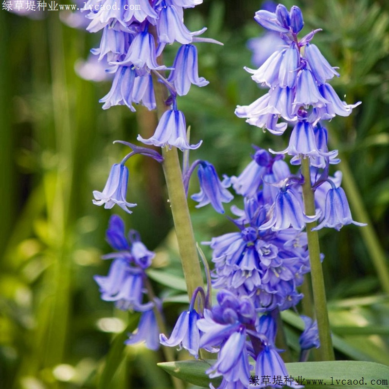 風(fēng)鈴花 風(fēng)鈴花