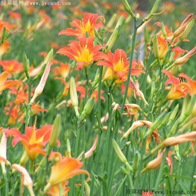 大花萱草 大花萱草