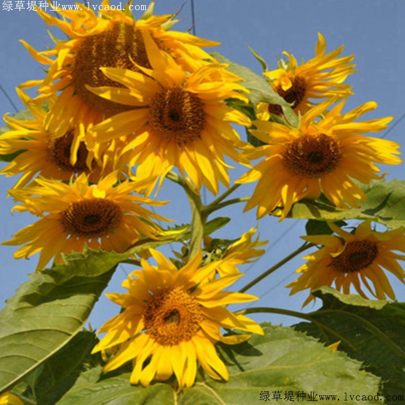 多頭向日葵 多頭向日葵