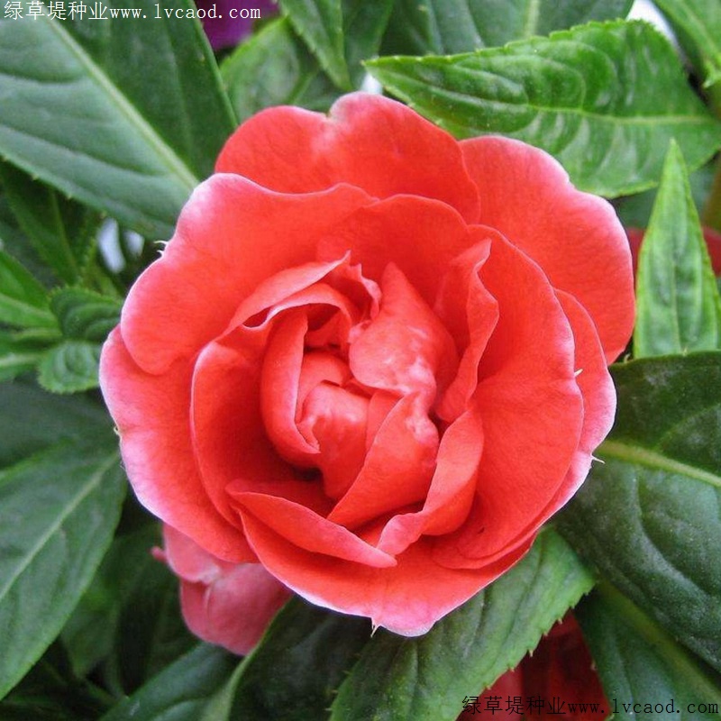 中國鳳仙 中國鳳仙