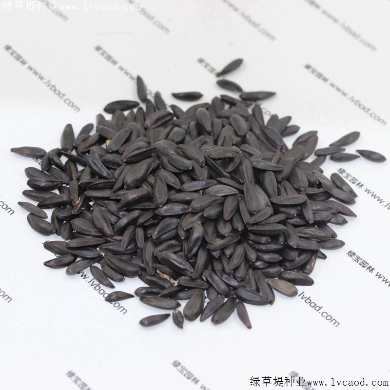 多頭向日葵 多頭向日葵